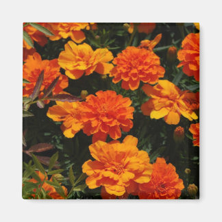 Imã Laranja Marigold Flowers Magnet