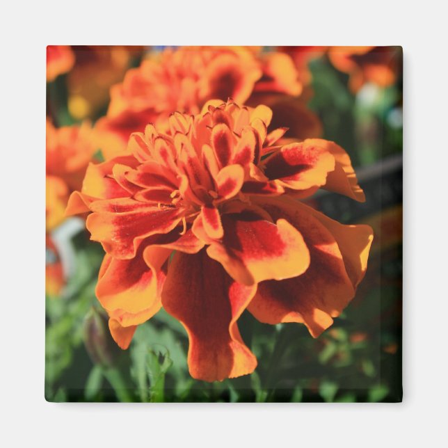 Imã Laranja Marigold Flowers Magnet (Frente)