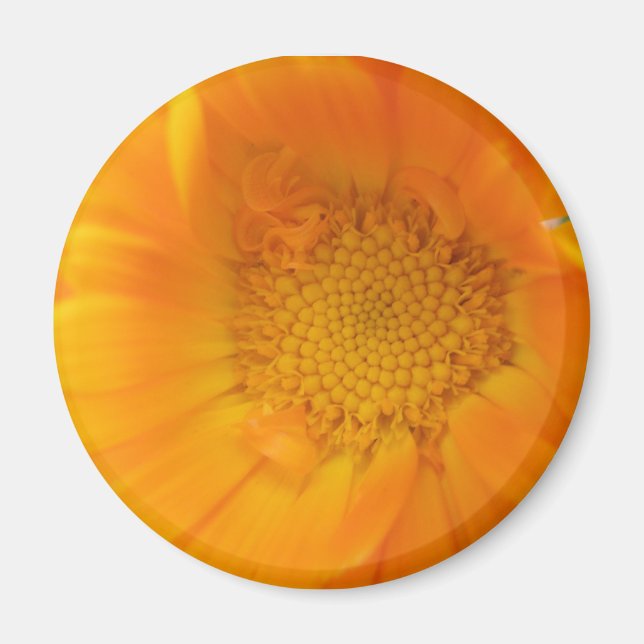 Imã Laranja Marigold Macro Magnet (Frente)