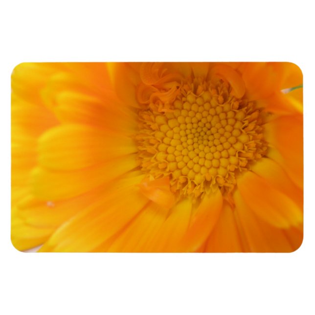 Ímã Laranja Marigold Macro Premium Magnet (Horizontal)