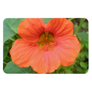 Ímã Laranja Nasturtium Flower Premium Magnet