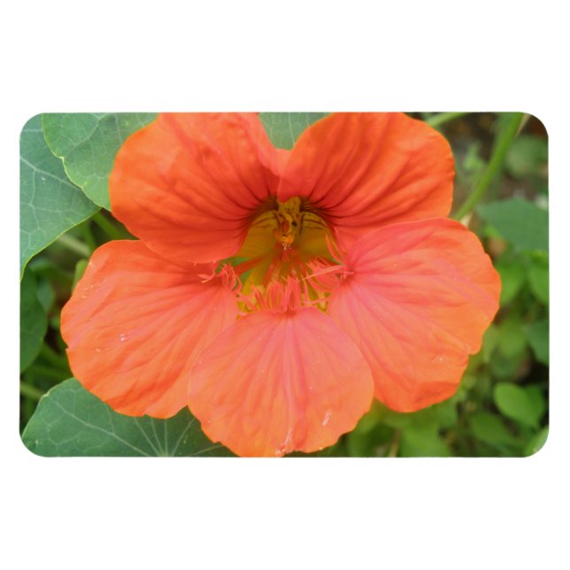 Ímã Laranja Nasturtium Flower Premium Magnet (Horizontal)