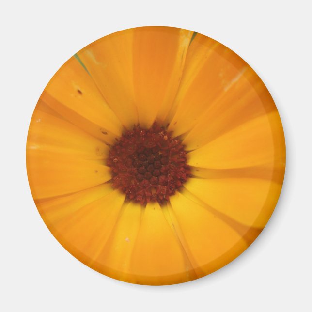 Imã Laranja Rain Daisy Magnet (Frente)