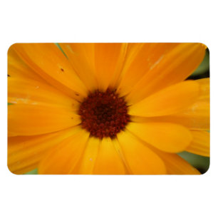 Ímã Laranja Rain Daisy Premium Magnet