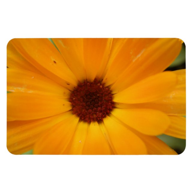 Ímã Laranja Rain Daisy Premium Magnet (Horizontal)