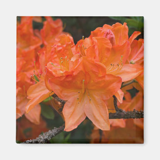 Imã Laranja Rhododendron Flor Magnet