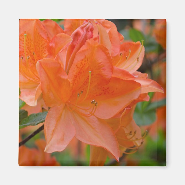 Imã Laranja Rhododendron Lemonara Flores Magnet (Frente)