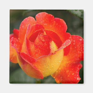 Imã Laranja Rosa Floral