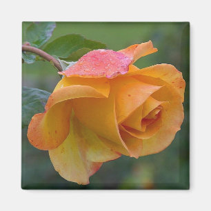 Imã Laranja Rosa Floral 2