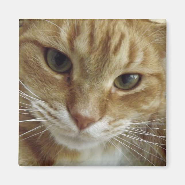 Imã Laranja Tabby Cat Magnet (Frente)