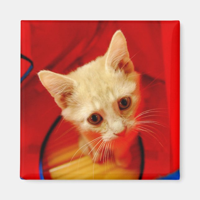 Imã Laranja Tabby Kitten Magnet (Frente)