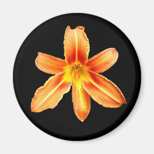 Imã Laranja Tiger Lily Magnet