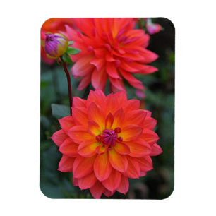 Ímã Laranja, Vermelho, Flor Amarelo Dahlia