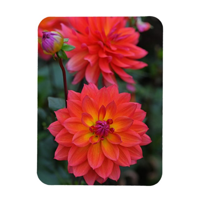 Ímã Laranja, Vermelho, Flor Amarelo Dahlia (Vertical)