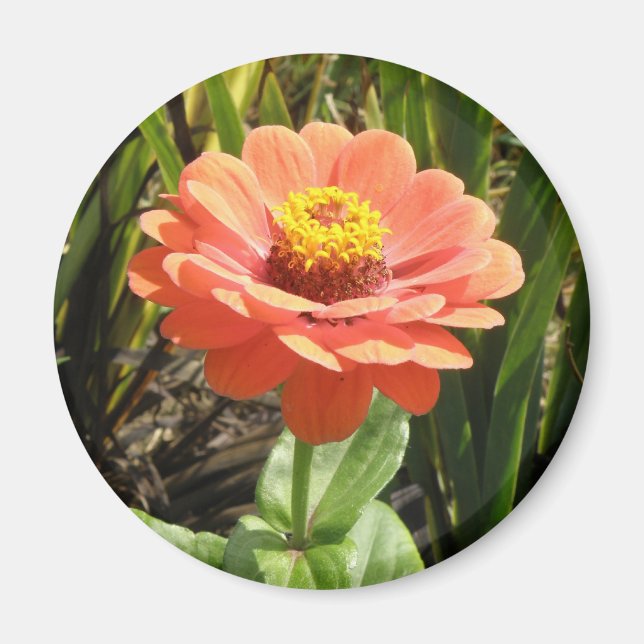 Imã Laranja Zinnia Flor Magnet (Frente)