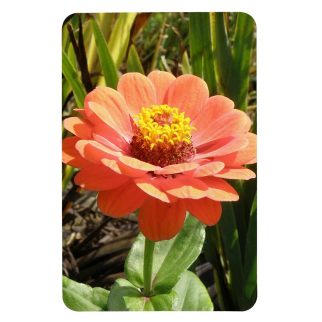 Ímã Laranja Zinnia Flor Premium Magnet (Vertical)