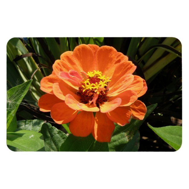Ímã Laranja Zinnia Premium Magnet (Horizontal)