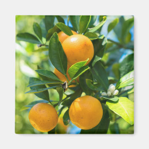 Imã Laranjeira Frutífera