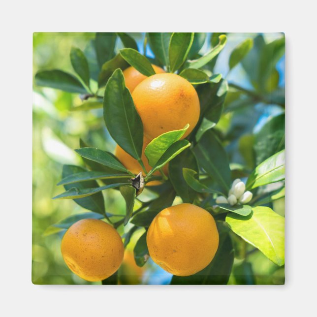 Imã Laranjeira Frutífera (Frente)