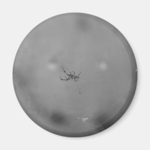 Imã Larinioides sclopetarius