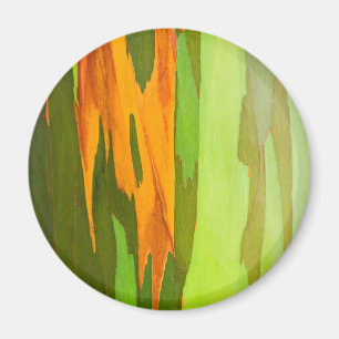 Imã Latido Rainbow Eucalyptus, Havaí