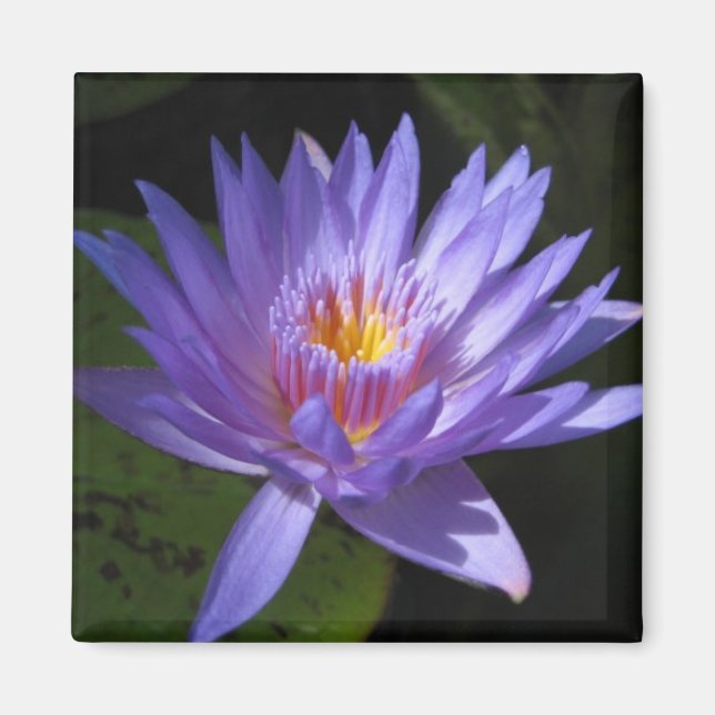 Imã Laura Frase (Frente)