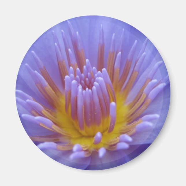 Imã Laura Frase (Frente)