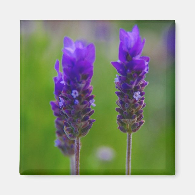 Imã lavanda (Frente)