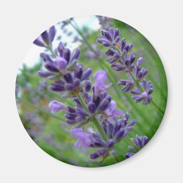 Imã Lavanda (Frente)