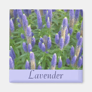 Imã Lavanda