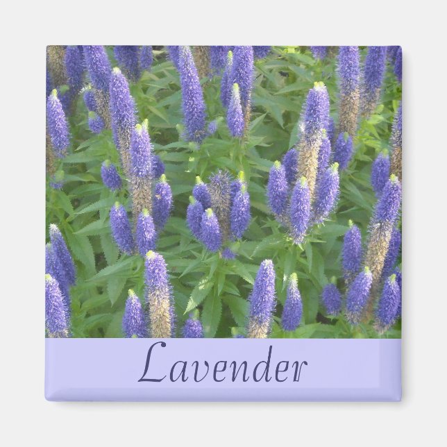 Imã Lavanda (Frente)