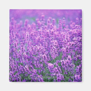 Imã Lavanda