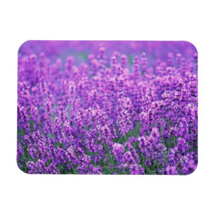 Ímã Lavanda