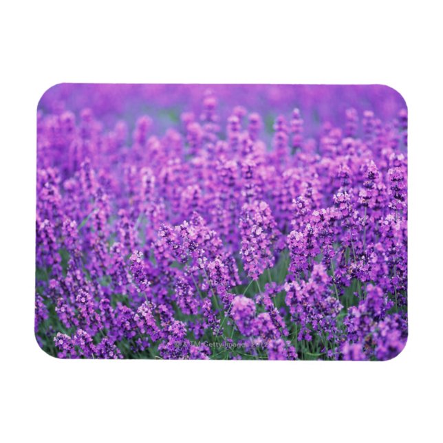 Ímã Lavanda (Horizontal)