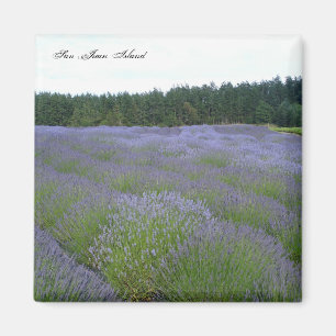 Imã Lavanda