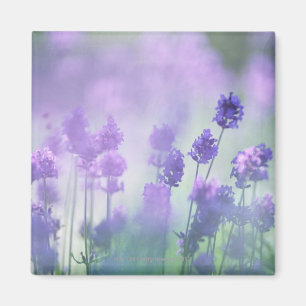 Imã Lavanda 2