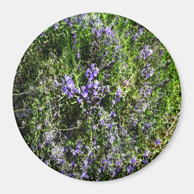 Imã Lavanda adorável..... (Frente)