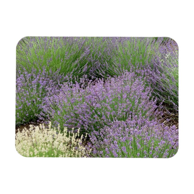 Ímã Lavanda adorável (Horizontal)