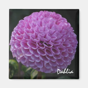 Imã Lavanda Dahlia Magnet