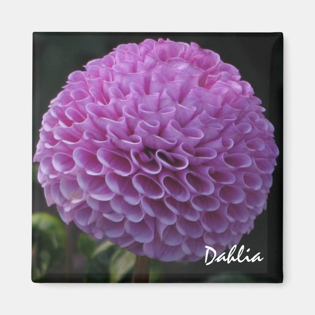 Imã Lavanda Dahlia Magnet (Frente)