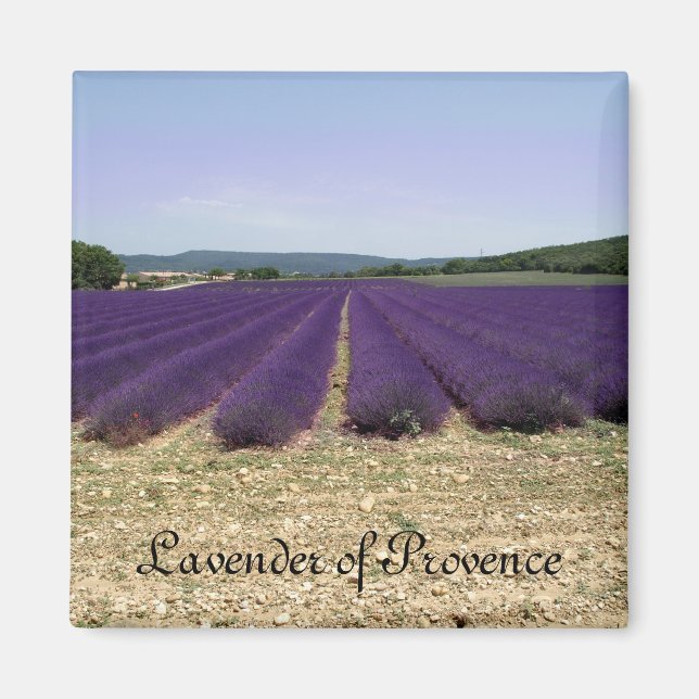 Imã Lavanda de Provença (Frente)