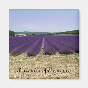 Imã Lavanda de Provence