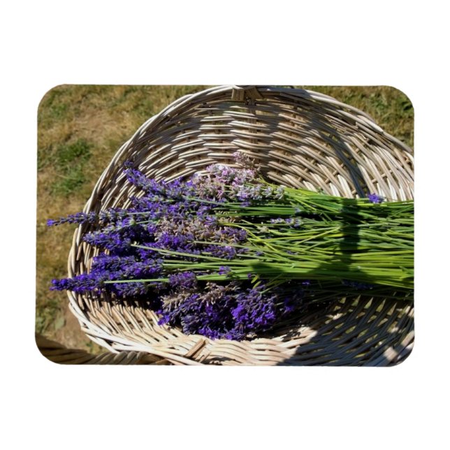 Ímã Lavanda em uma cesta (Horizontal)