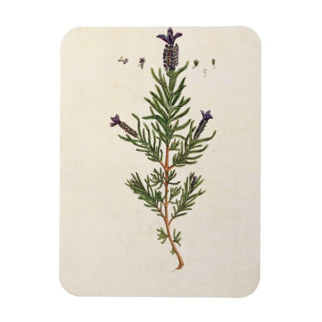 Ímã Lavanda francesa, placa 241 de "A Curiosa Herbal" (Vertical)
