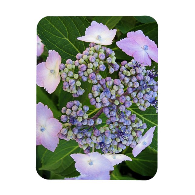 Ímã Lavanda Lace Boné Hydrangea Bloom Magnet (Vertical)