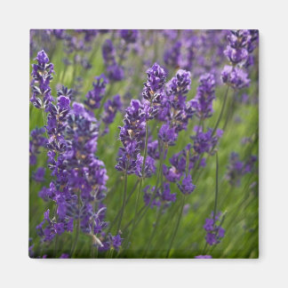 Imã Lavanda | Lavendel