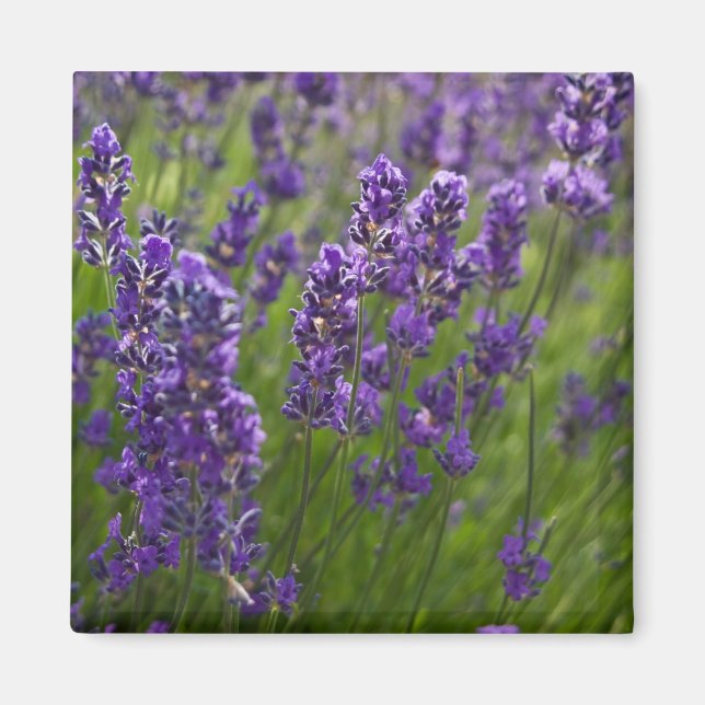 Imã Lavanda | Lavendel (Frente)