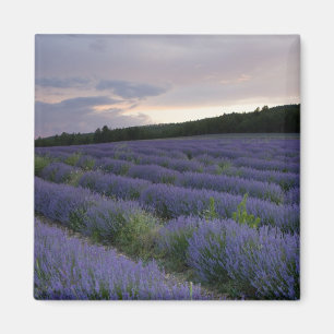 Imã Lavanda no pôr do sol
