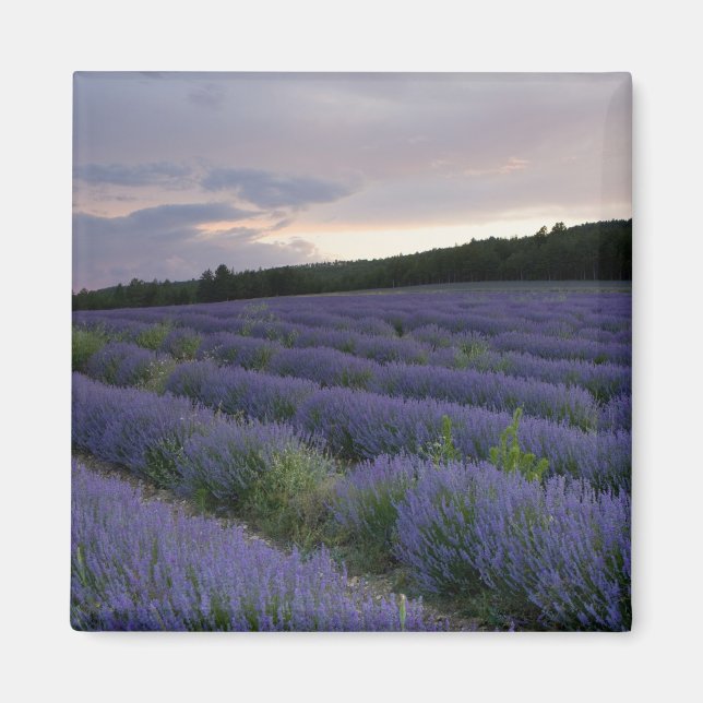 Imã Lavanda no pôr do sol (Frente)