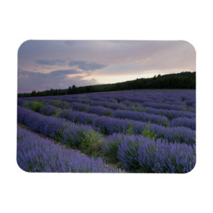 Ímã Lavanda no pôr do sol